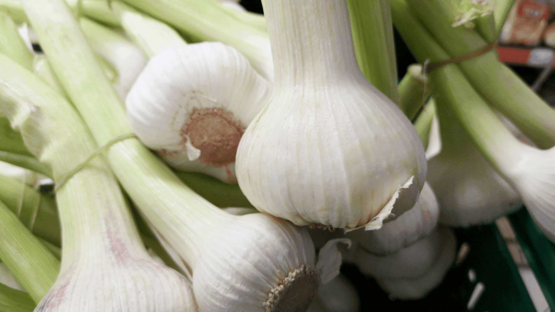 Cara mudah tanam bawang putih.