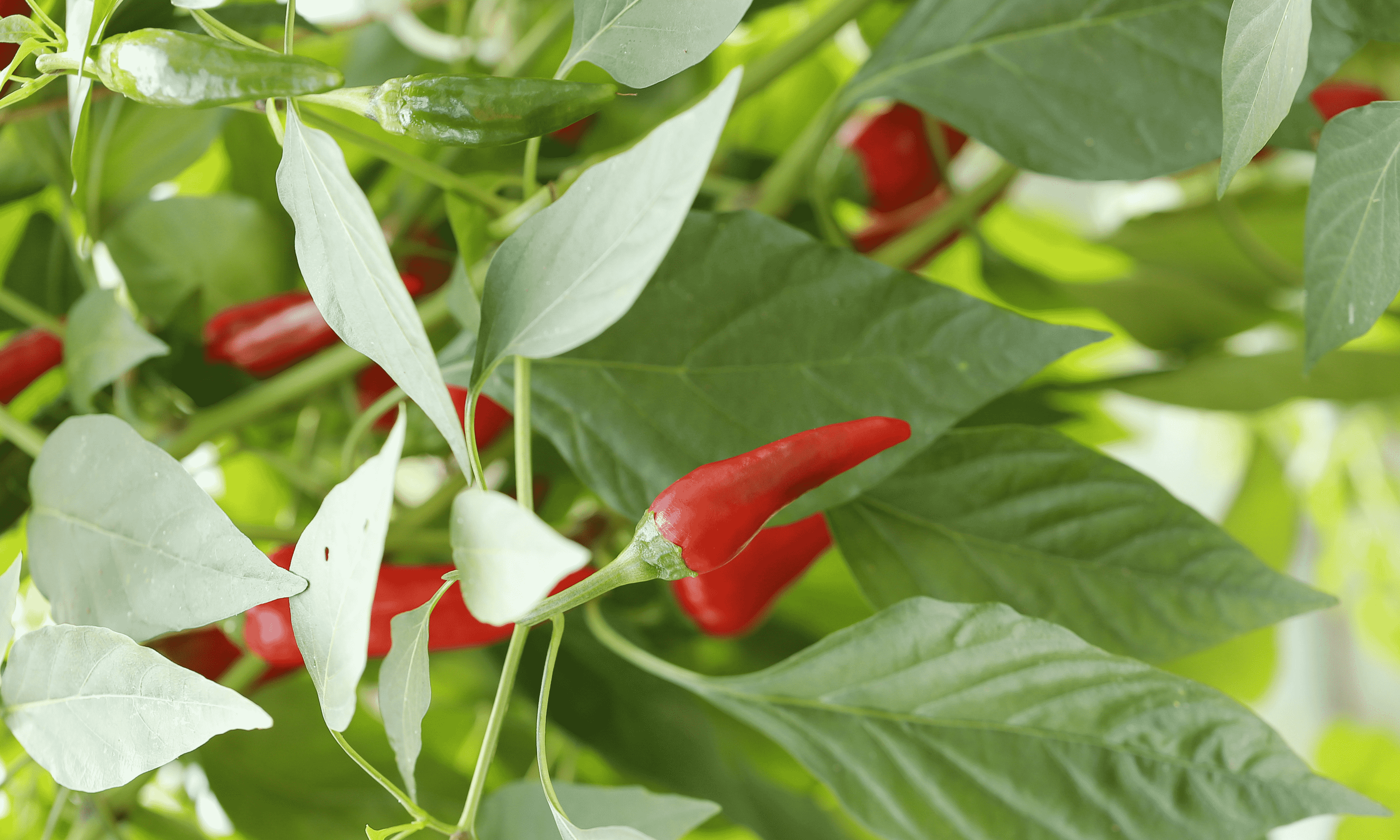 Cara mudah tanam cili secara DIY di rumah.