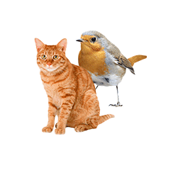 Pet